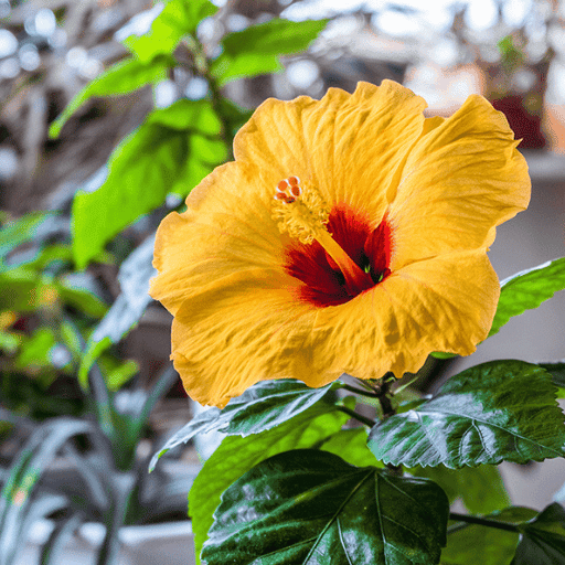 Hibiscus (Hibiscus rosa-sinensis)