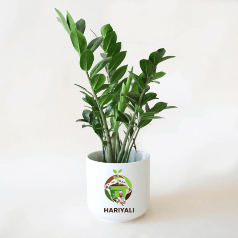 ZZ Plant (Zamioculcas zamiifolia)