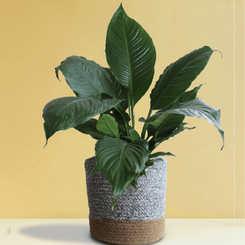 Peace Lily (Spathiphyllum spp.)