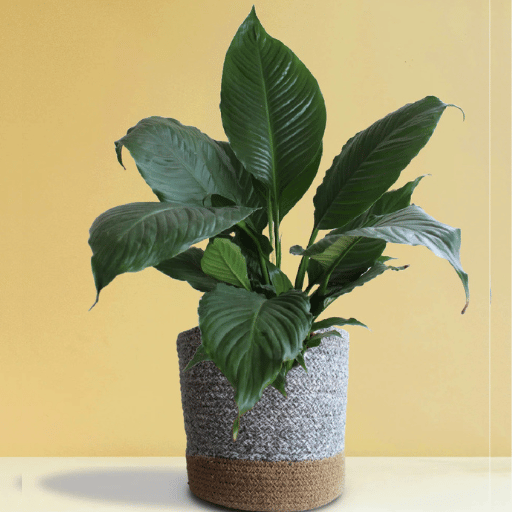Peace Lily (Spathiphyllum spp.)