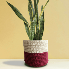 Snake Plants (Sansevieria)