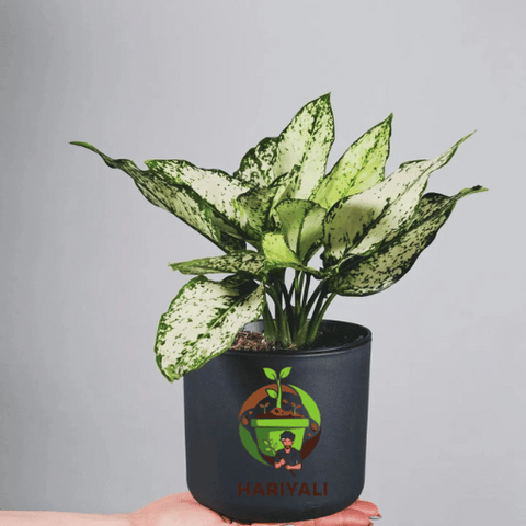 chinese evergreen