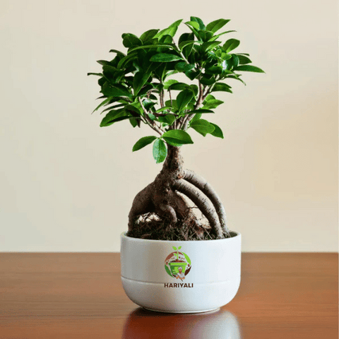 Ficus Bonsai (Miniature Ficus Tree