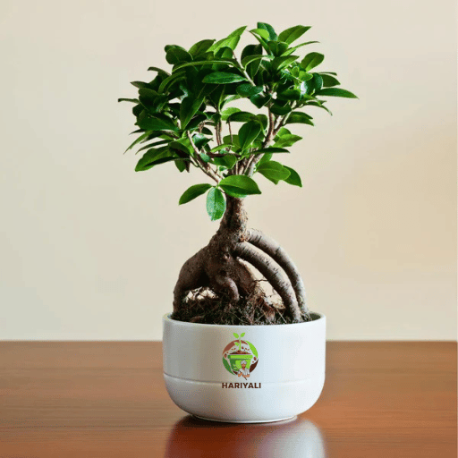 Ficus Bonsai (Miniature Ficus Tree