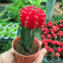 Moon Cactus