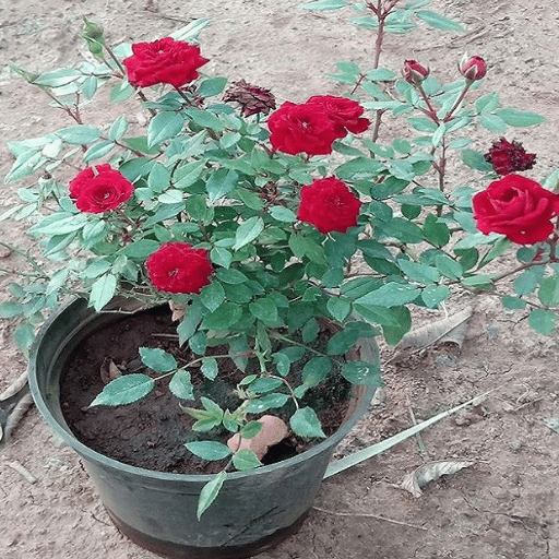 Miniature Rose (Button Rose)