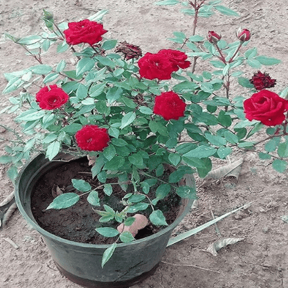Miniature Rose (Button Rose)
