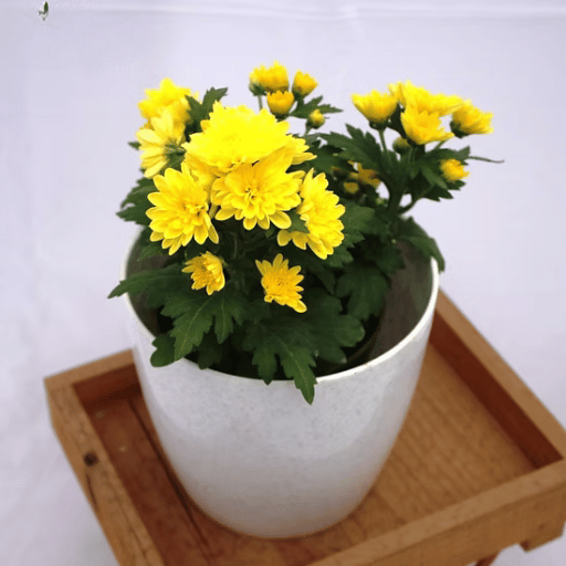 Chrysanthemum (Shevanti  Mum)