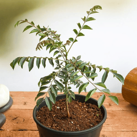 Curry Leaf Plant (Murraya koenigii  Kadi Patta)