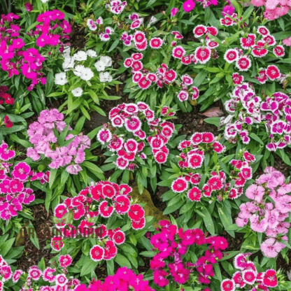 Dianthus (Dianthus spp.)(Copy)