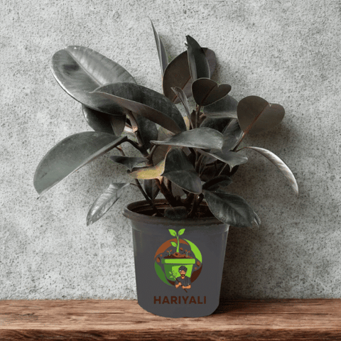 rubber plant