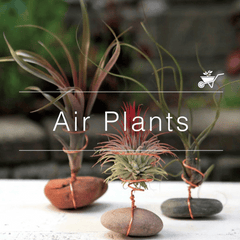 Tillandsia (Unique Soilless Greenery)