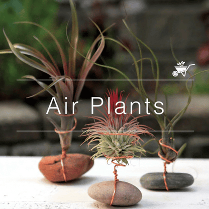 Tillandsia (Unique Soilless Greenery)