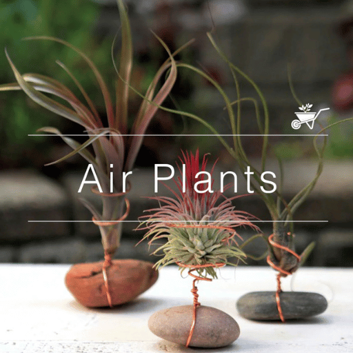 Tillandsia (Unique Soilless Greenery)