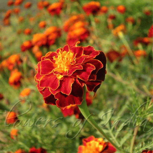 Tagetes (Marigold)