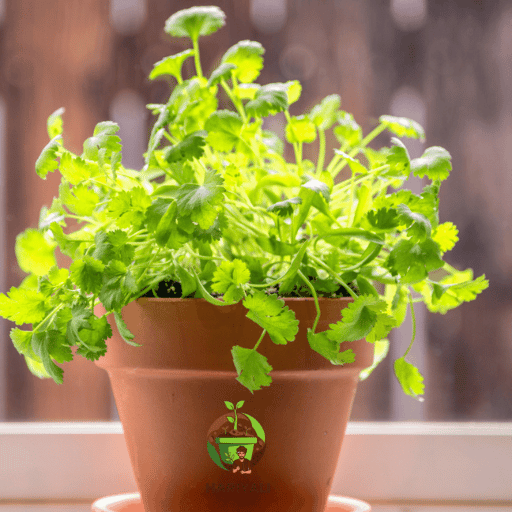 Coriander (Cilantro  Dhaniya)