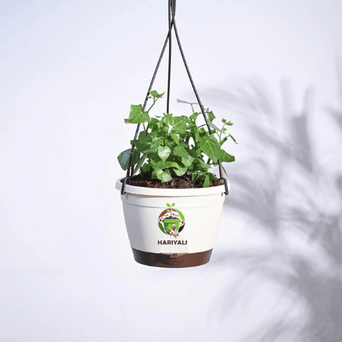 English Ivy (Hedera helix)