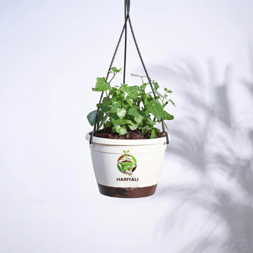 English Ivy (Hedera helix)