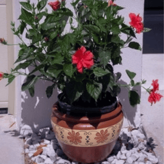 Hibiscus (Hibiscus rosa-sinensis)