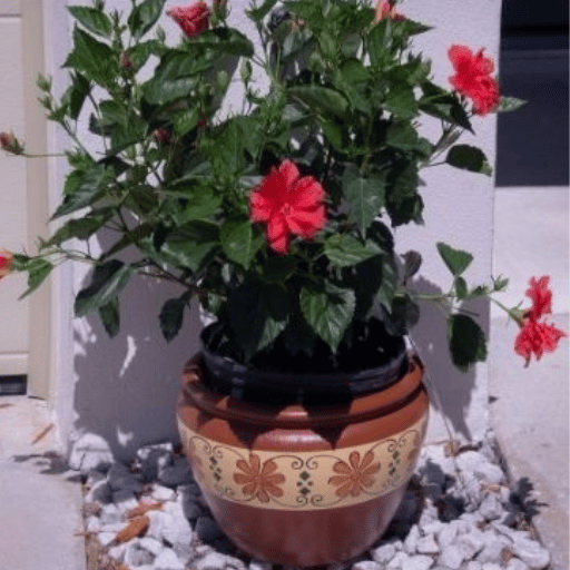 Hibiscus (Hibiscus rosa-sinensis)