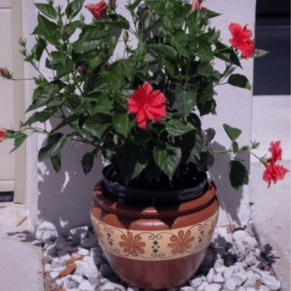 Hibiscus (Hibiscus rosa-sinensis)