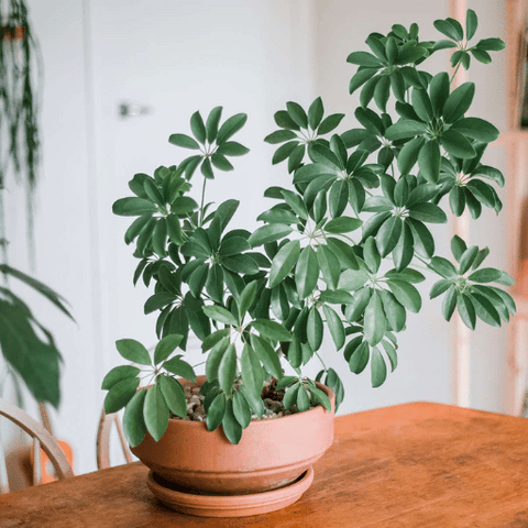 Schefflera (Umbrella Plant)