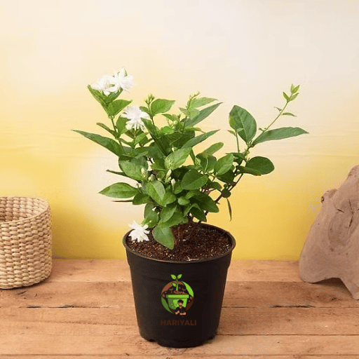 Jasmine (Mogra Jasminum sambac)