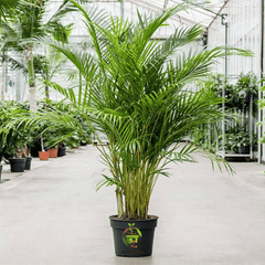 Areca palm