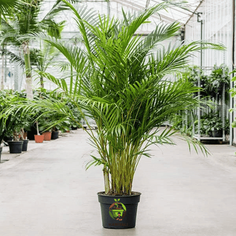 Areca palm