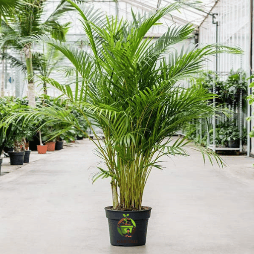 Areca palm