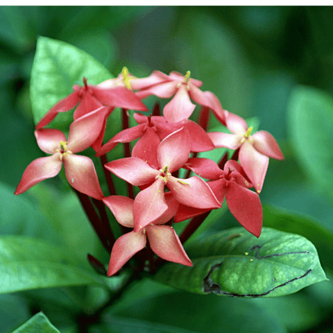 Ixora (Ixora coccinea)