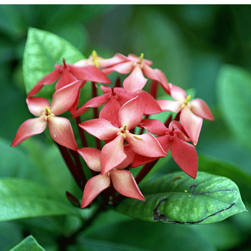 Ixora (Ixora coccinea)