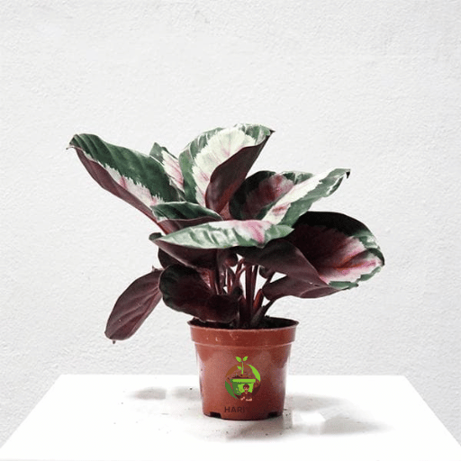 Calathea (Prayer Plant Family)