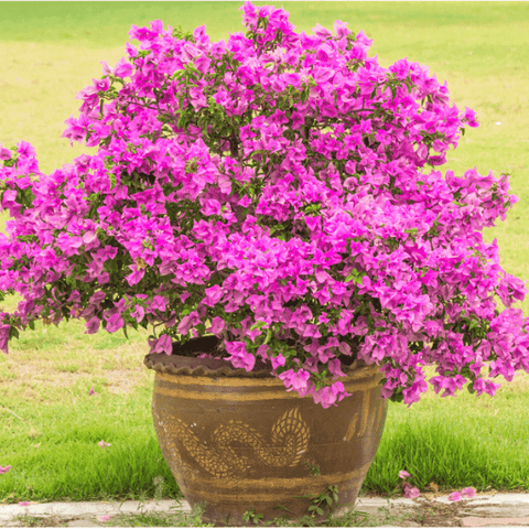 Bougainvillea