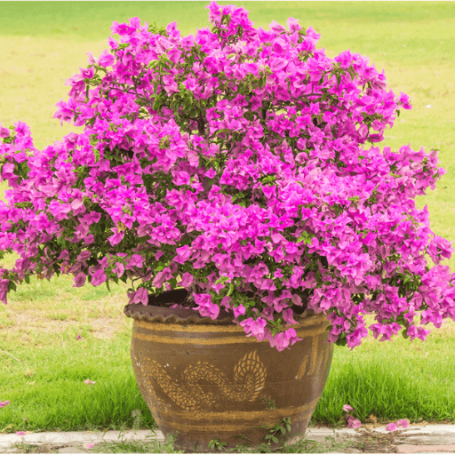 Bougainvillea