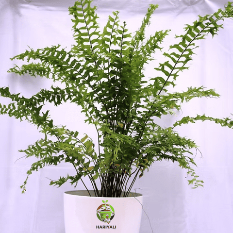Boston Fern (Nephrolepis exaltata)