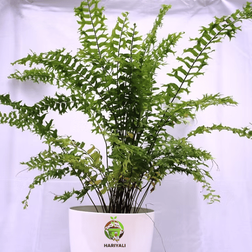 Boston Fern (Nephrolepis exaltata)