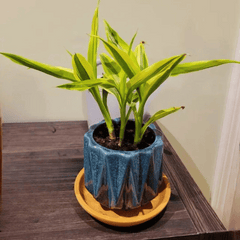 Lucky Bamboo (Dracaena sanderiana)