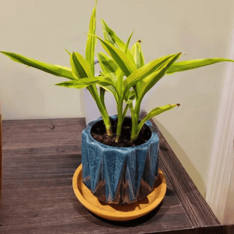 Lucky Bamboo (Dracaena sanderiana)