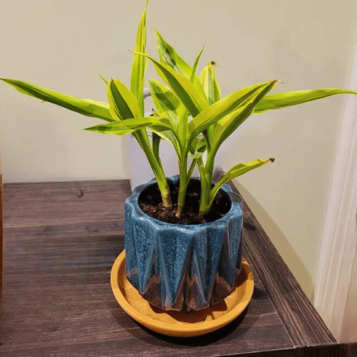 Lucky Bamboo (Dracaena sanderiana)