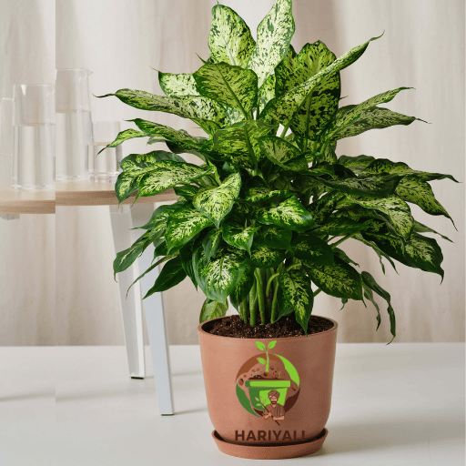 Dieffenbachia