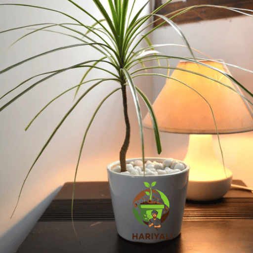Dracaena Marginata (Dragon Tree)