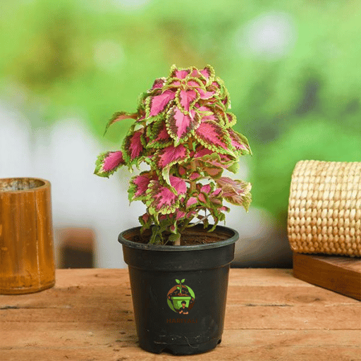 Coleus (Plectranthus scutellarioides)