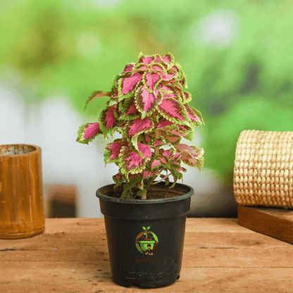 Coleus (Plectranthus scutellarioides)