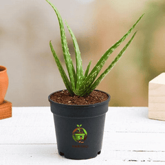 Aloe Vera (Aloe barbadensis miller)
