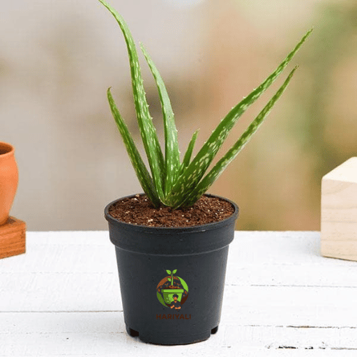 Aloe Vera (Aloe barbadensis miller)