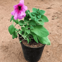Petunia
