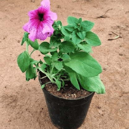 Petunia