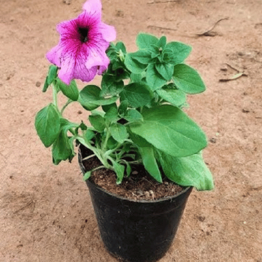 Petunia