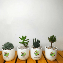 Succulent Mix (Set of 4–5 Plants)
